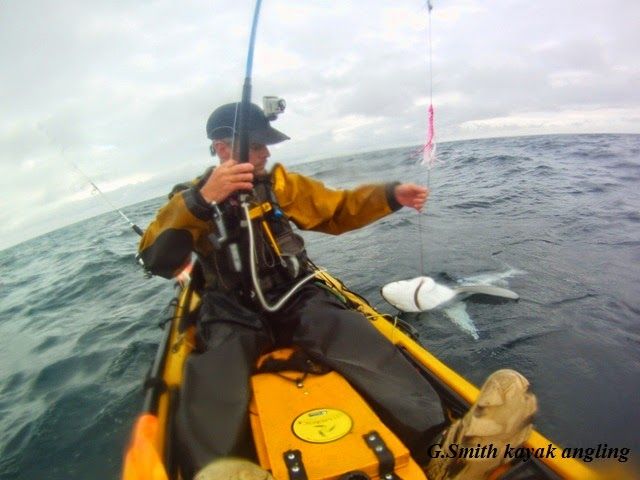 Coalfish from a kayak bt Graham Smith