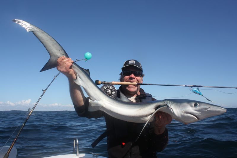 Fly fishing for Blue Sharks