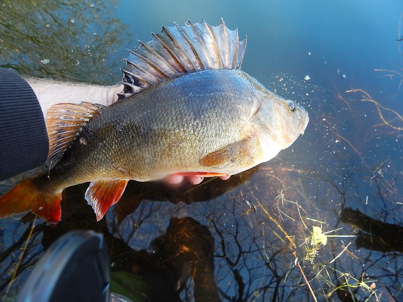 Targeting Freshwater Perch - The Fishing Website