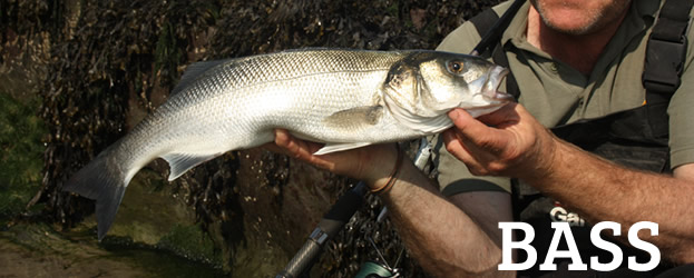 Fishing In Ireland - Angling Ireland - Salt Water Fish ID Bass