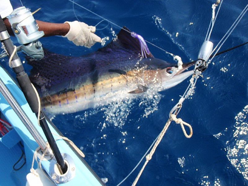 Big game fishing, Marlin, Tuna, Terry's Travels, specimen hunting