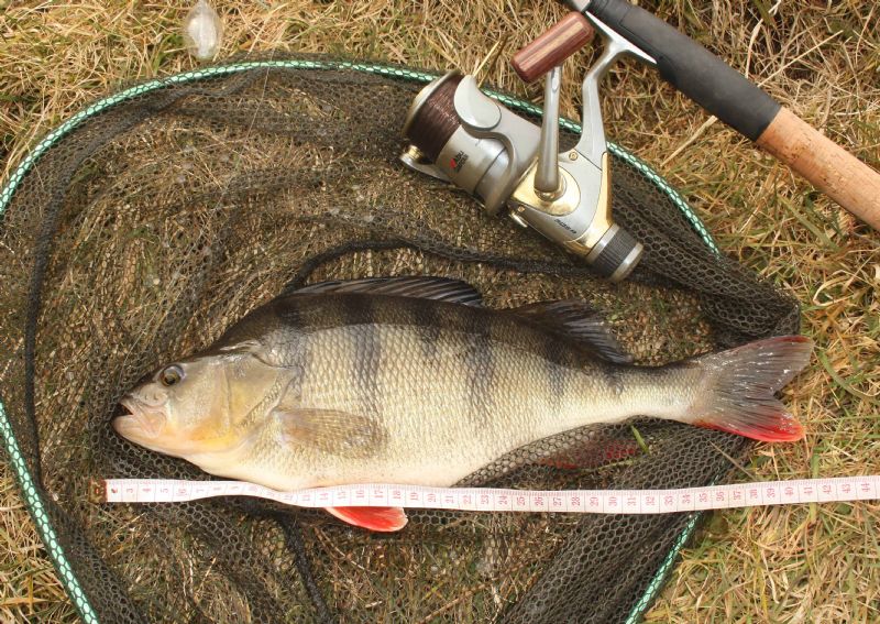 Shakespeare Agility Barbel Rod, perch, specimen