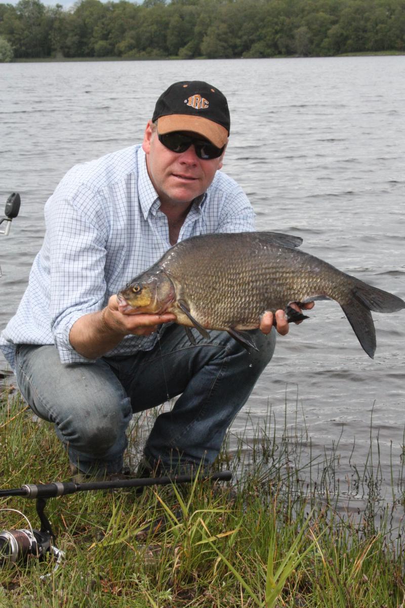 Bream, irish bream freshwater species identification, specimens