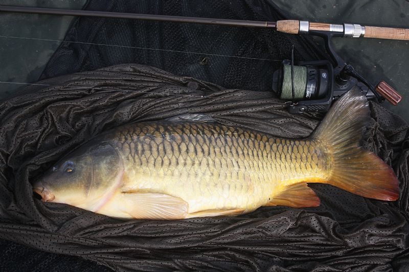 carp, wrasse,agility specimen rod, terrys travels,angling in Ireland