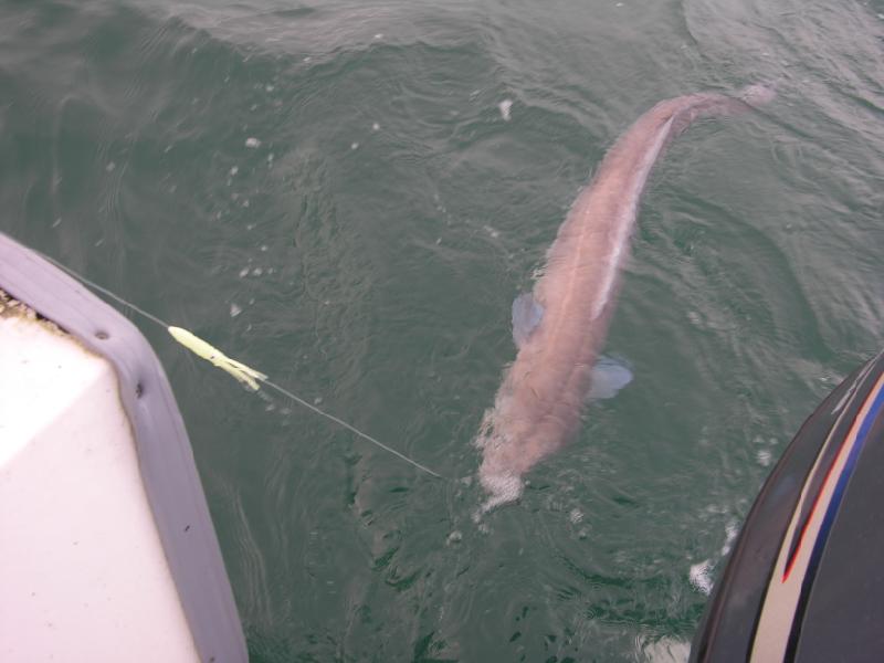 Fishing In Ireland - Angling Ireland - Salt Water Fish - Conger Eel