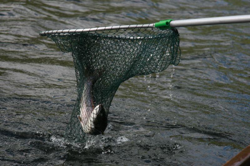 Delphi, salmon fishing in Ireland, Irish Salmon waters, game angling