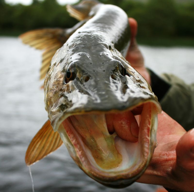 Does size matter? By Mark Corps pike on the fly pike fly fishing