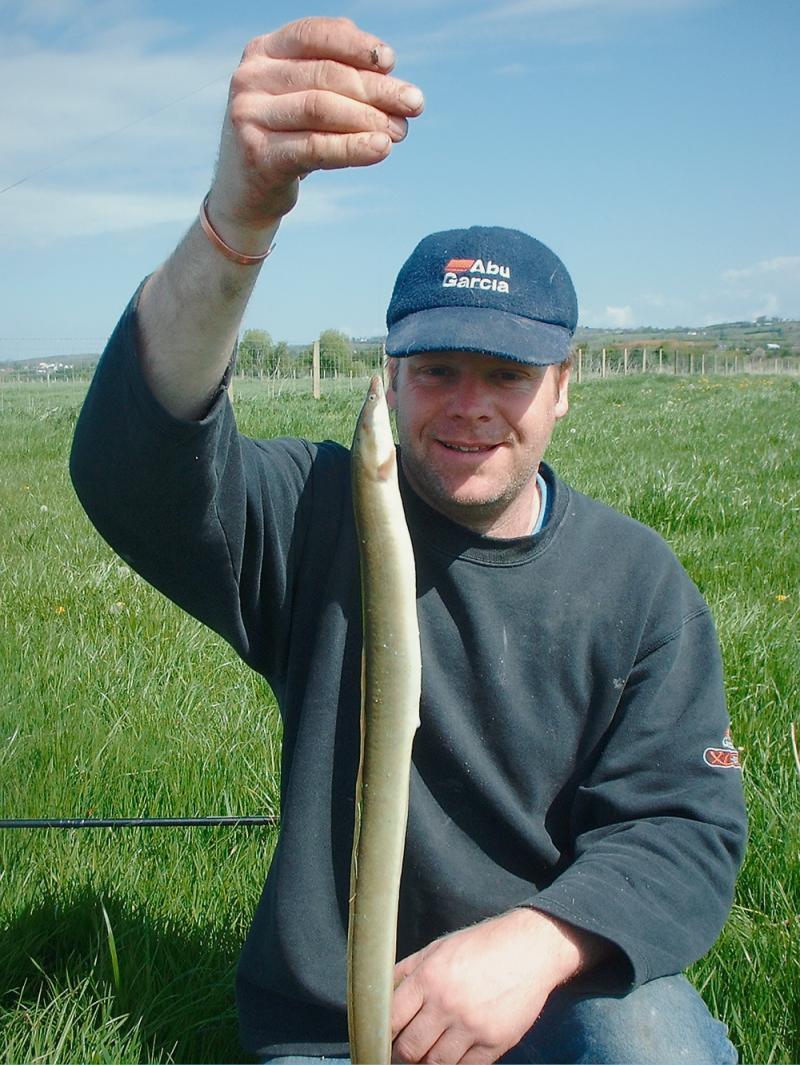 Eel, freshwater species identification, irish record, specimen