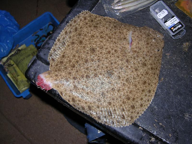 Irish Specimen fish, Flounder, Terrys Travels, targeting specimens