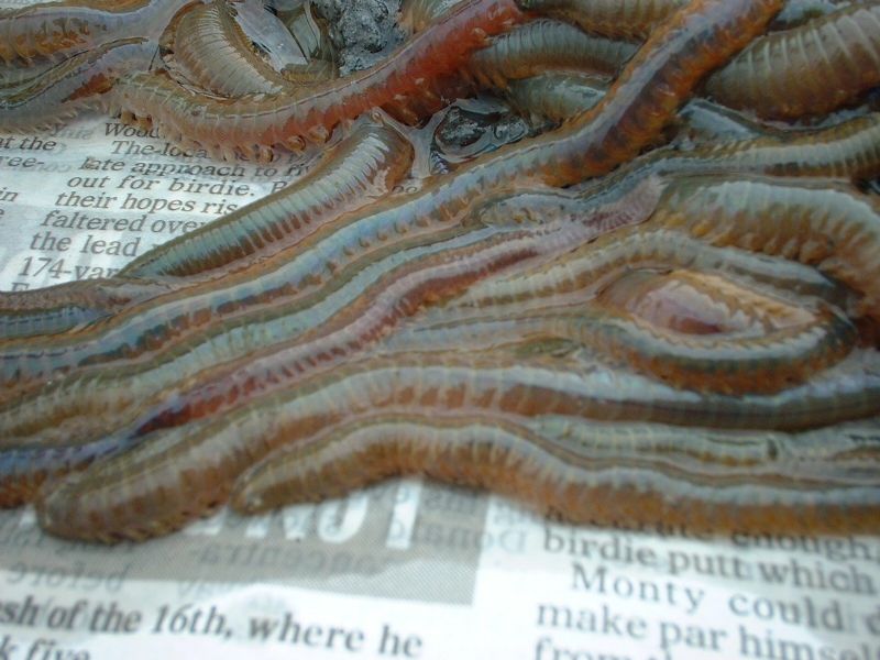 Irish Specimen fish, Flounder, Terrys Travels, targeting specimens