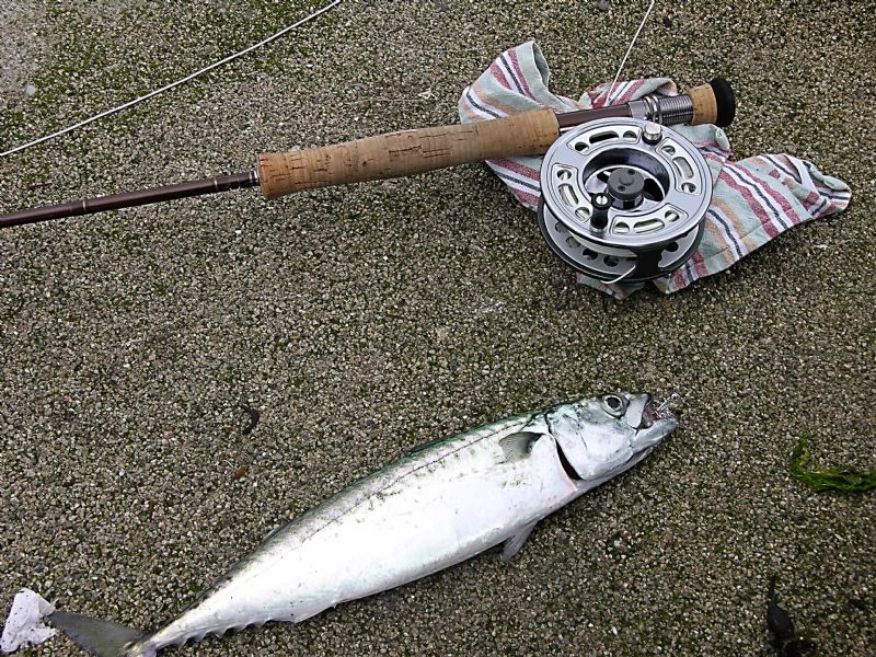 Mackerel on the fly, terry's Travels, fly fishing, angling Ireland