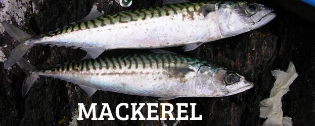 Fishing In Ireland - Angling Ireland Salt Water Fish ID- Mackerel