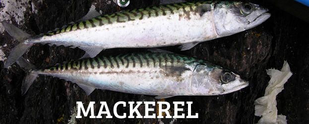 http://www.angling-ireland.com/media/uploads/mackerel.jpg