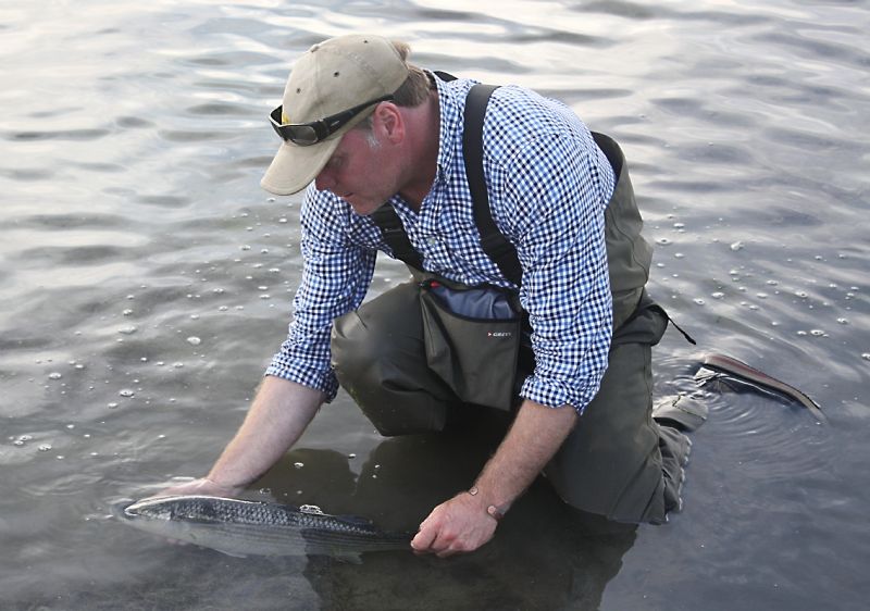 west cork sea angling, mullet, specimen hunting, terrys travels