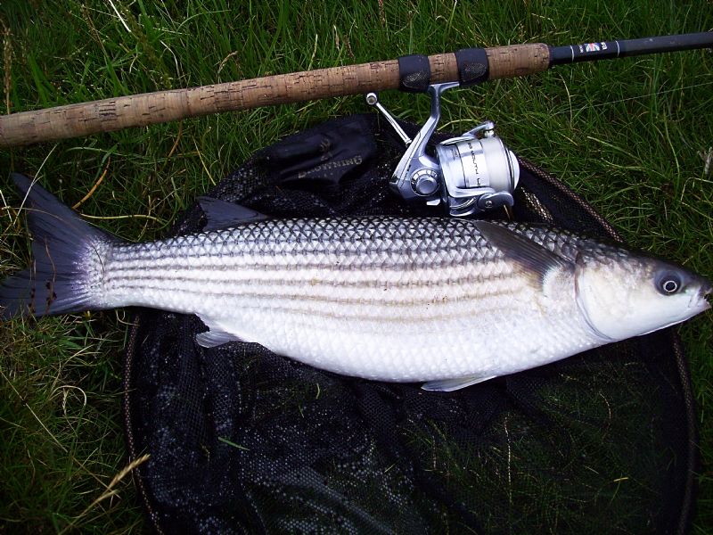 Grey Mullet, catching mullet, how to catch irish mullet