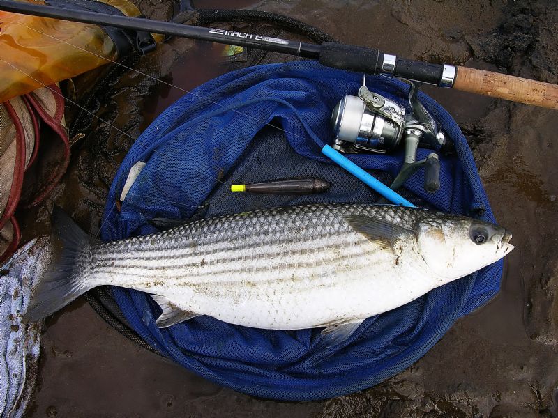 float fishing for mullet, targeting mullet, specimen irish mullet