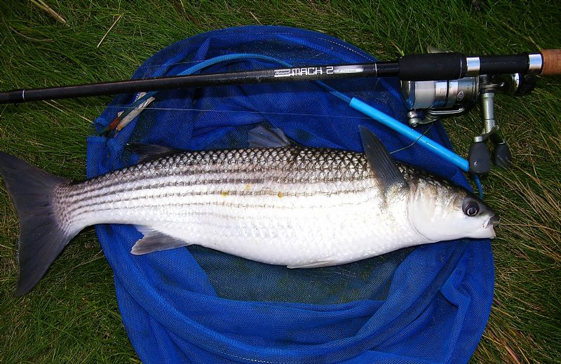 float fishing for mullet, targeting mullet, specimen irish mullet