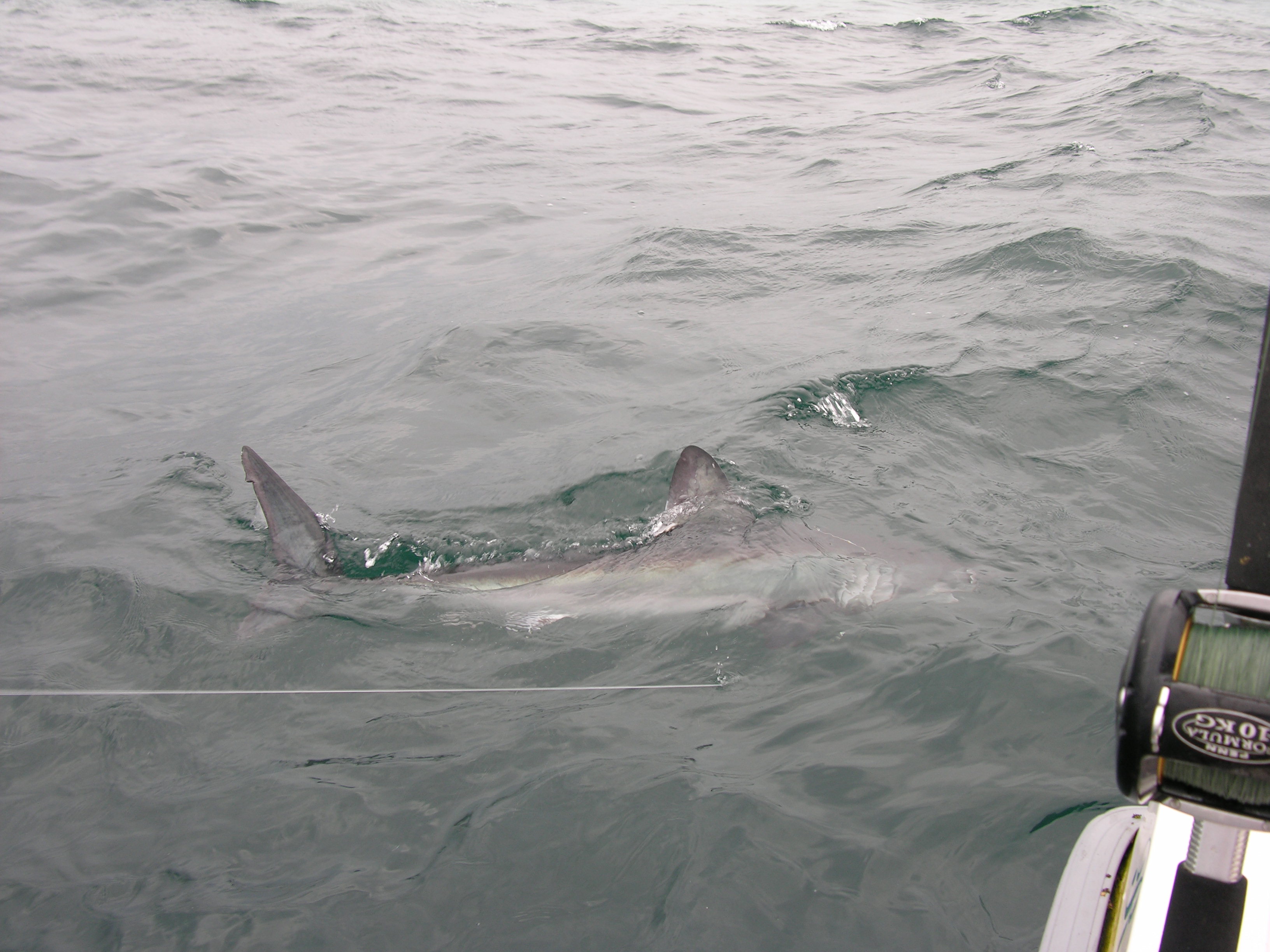 porbeagle sharks, Irish shark angling, Terrys travels