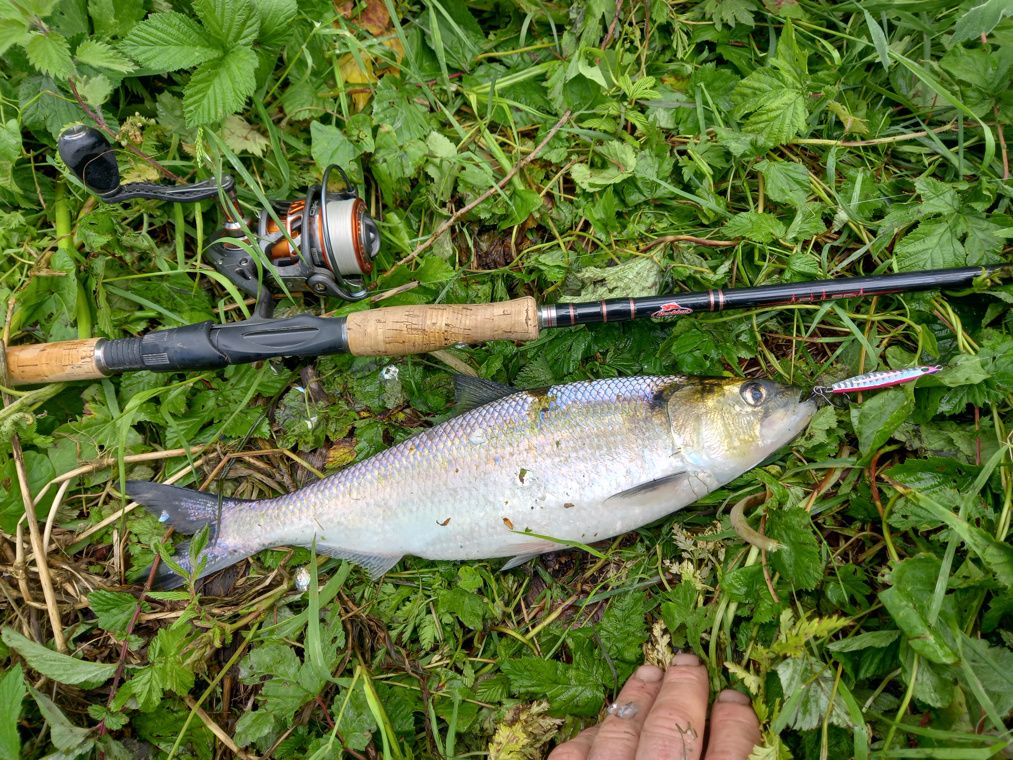 Shad fishing twaite shad in Ireland specimen hunting in Ireland