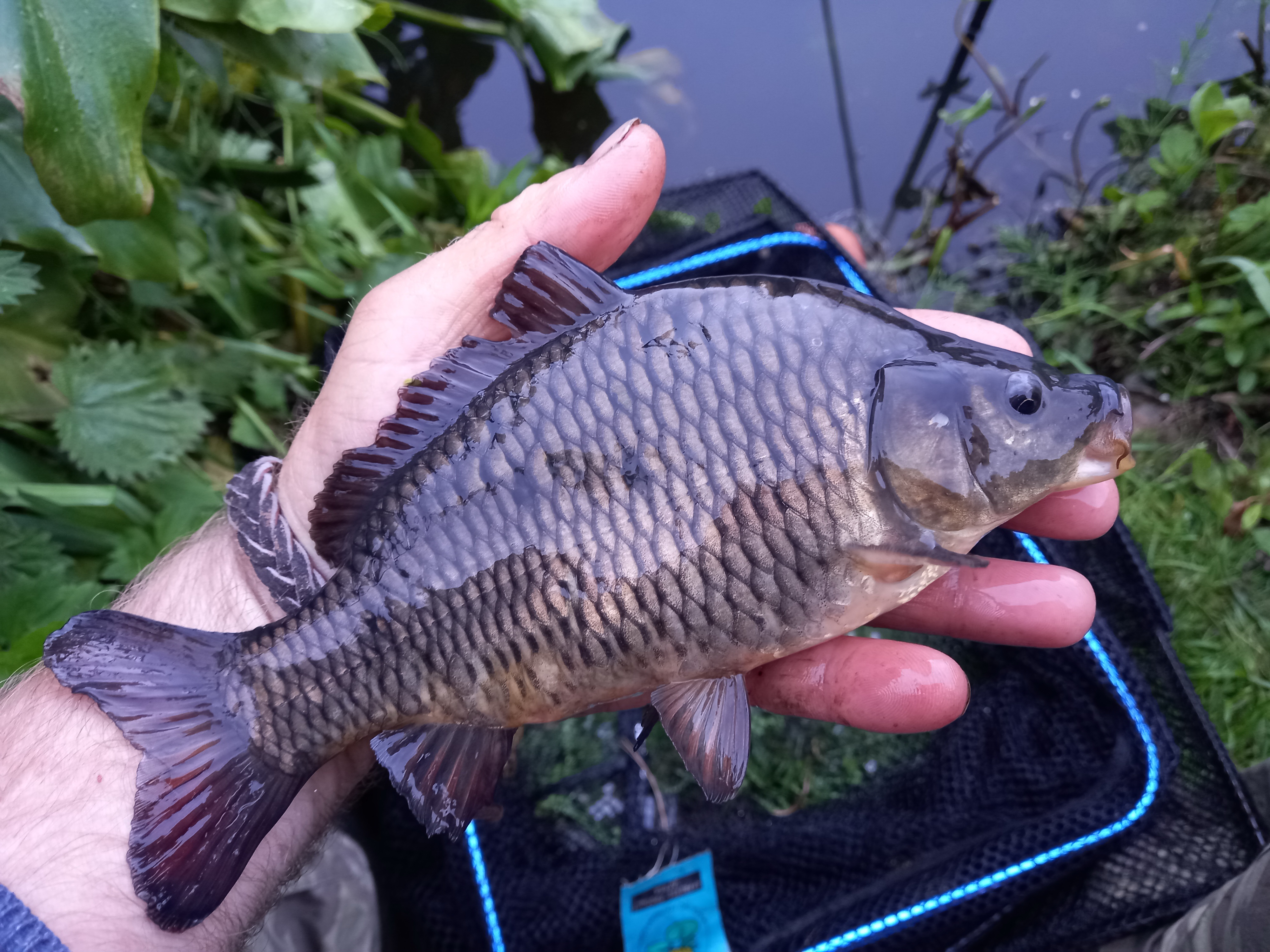 Tench Irish tench fishing how to target tench specimen tench