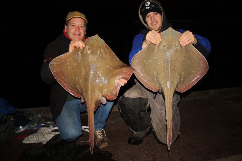 Painted Ray, shore angling, Irish specimens, terrys travels