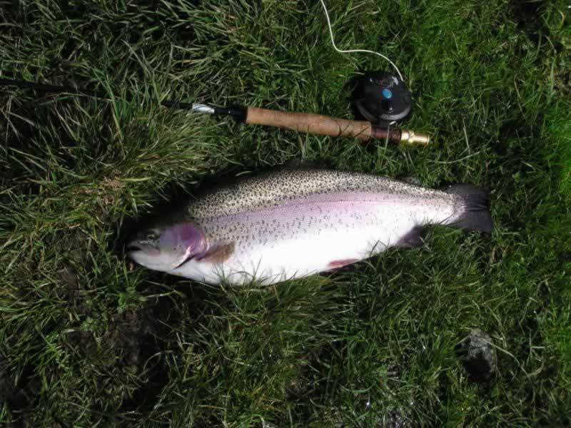 Rainbow Trout identification, irish game fishing, reords, specimens