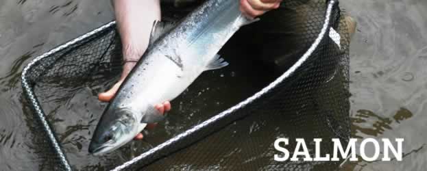 Salmon identification, irish fish species, records, specimen fish