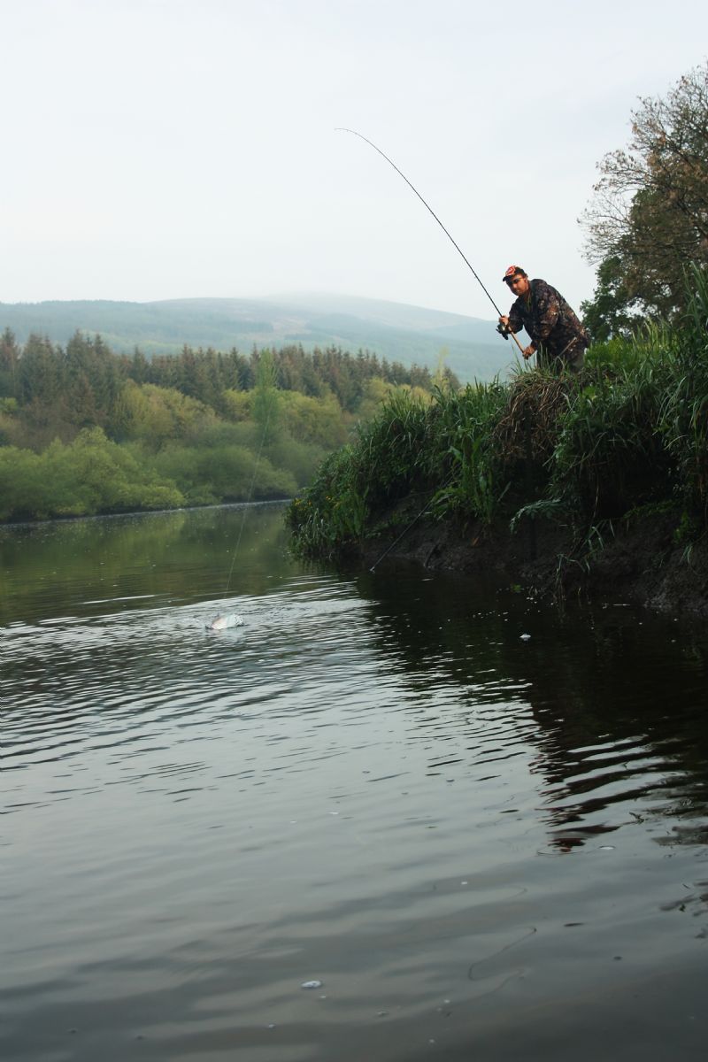 Irish Shad, specimen shad, twaite shad, Terrys Travels