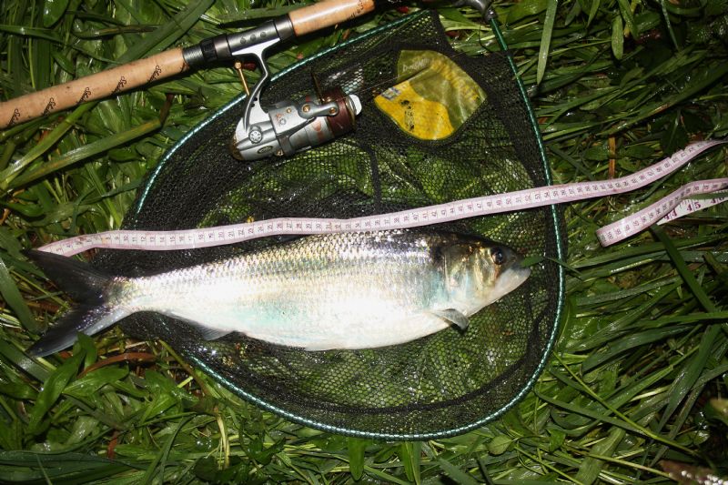 Irish Shad, specimen shad, twaite shad, Terrys Travels