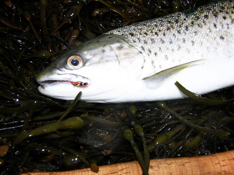 Flyfishing, rivers, lakes Ireland: trout, salmon, sea trout