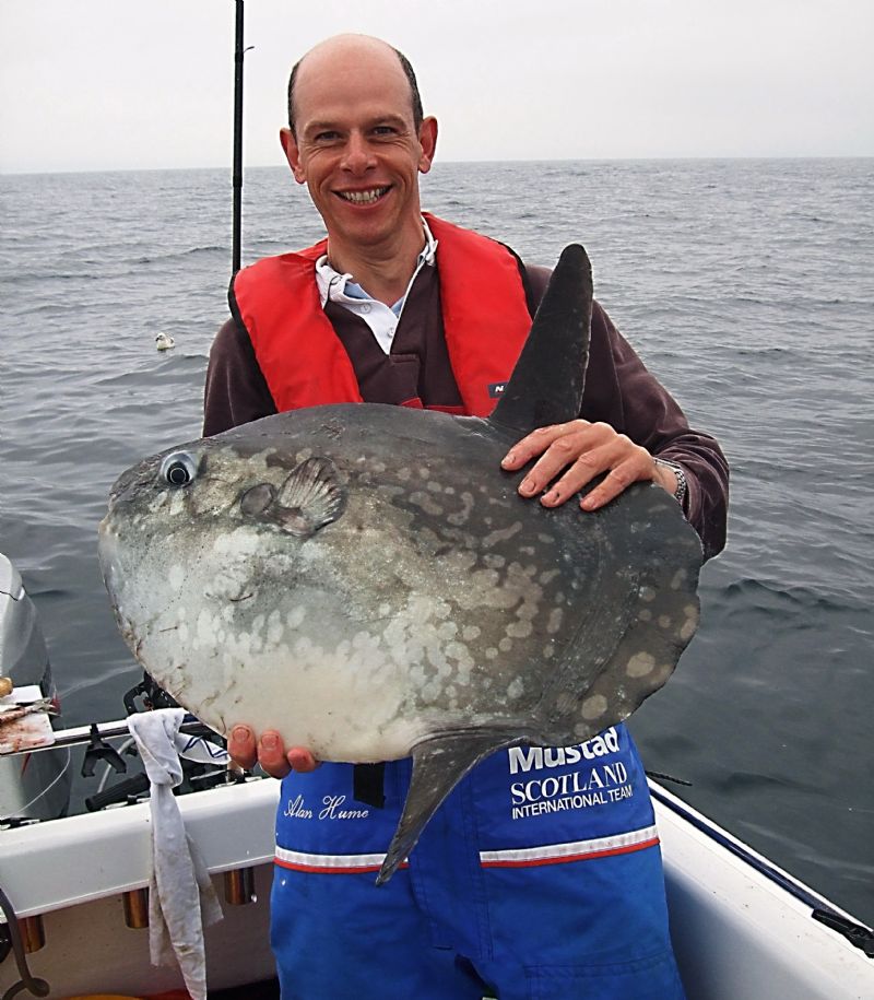 UK and Irish saltwater fish species, fish identification sunfish