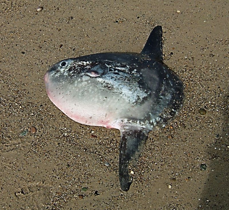 Irish Sea Fish Identification Chart