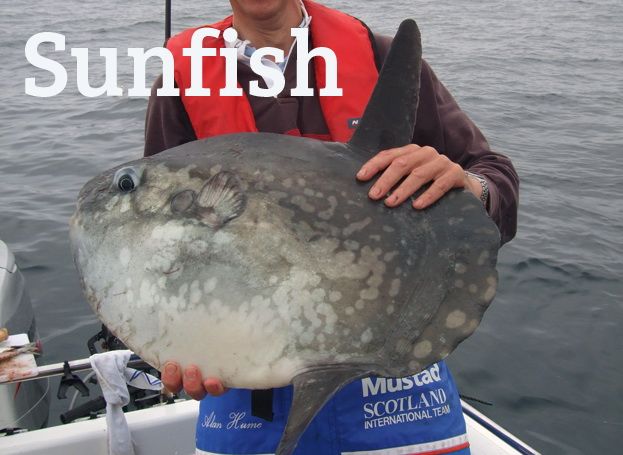 UK and Irish saltwater fish species, fish identification sunfish