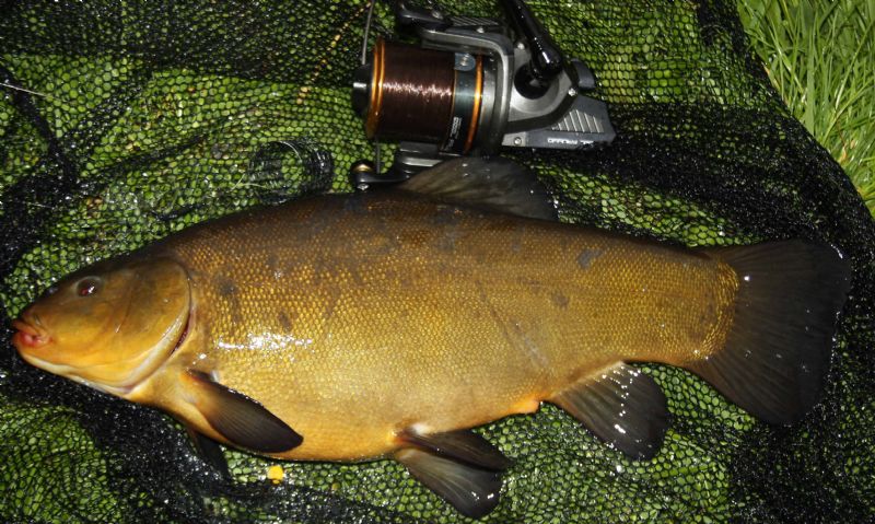 Irish Tench, specimen tench, targeting specimen tench, terrys travel