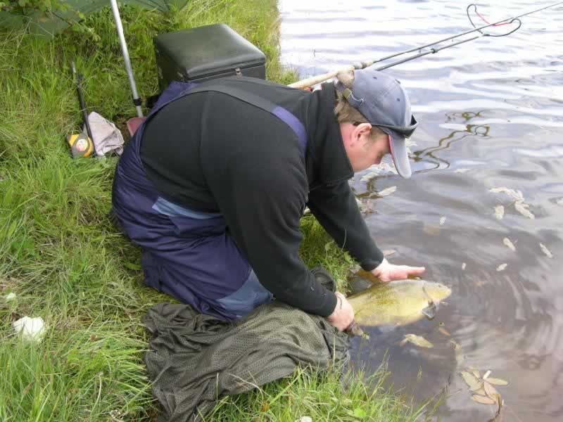 specimen tench, irish tench, tench fishing, tinca tinca