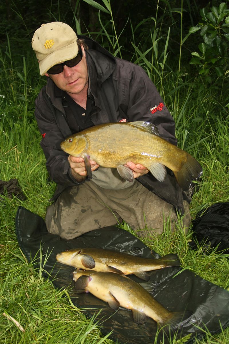 Tench