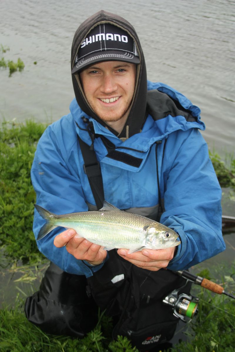 Shad fishing twaite shad in Ireland specimen hunting in Ireland