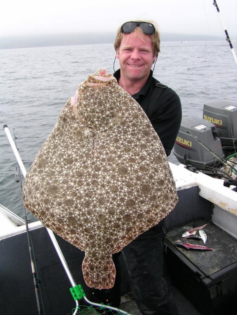 Gilt-head bream and Turbo fish