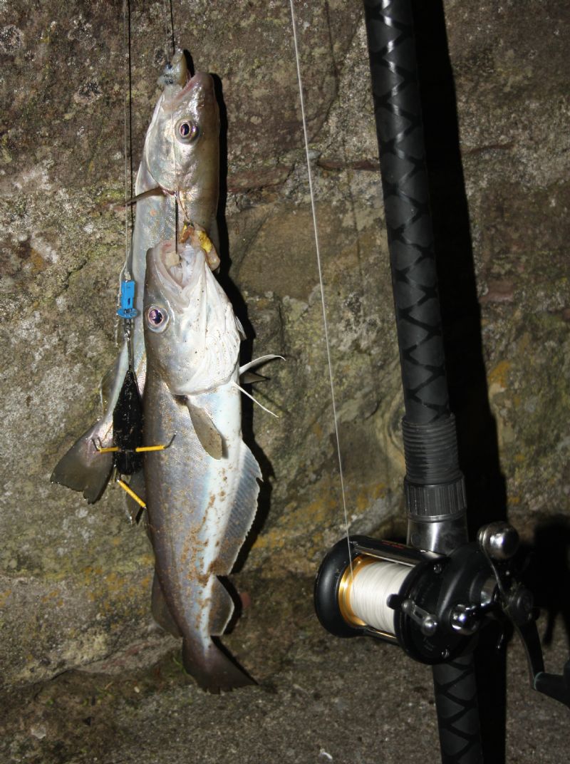 Whiting irish salt water species identification irish specimen fish