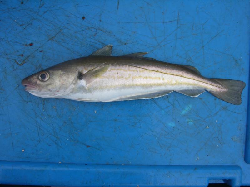 Whiting Irish Salt Water Species Identification Irish Specimen Fish